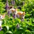 Why Do Cats Eat Grass: A Feline Mystery Explained