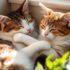 How Long Does a Cat Hold a Grudge? 7 Surprising Truths Every Cat Owner Must Know