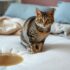 How Often Should I Take My Cat to the Vet | Care Guide