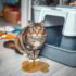 Why Is My Cat Shedding So Much: Causes & Solutions