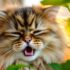 Why Does My Cat Lick Me? Understanding Feline Behavior